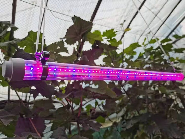 光因照明LED植物补光案例